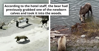 Mother Moose Confronts Grizzly Bear to Protect Her Young in Dramatic Encounter