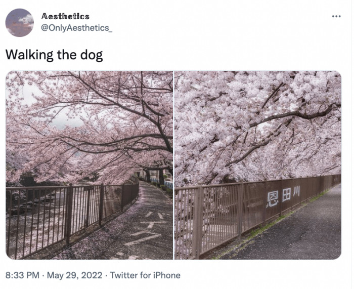 4. The perfect place to go dog walking