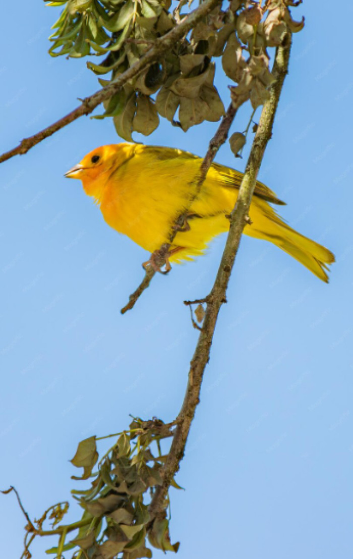 13. Yellow lipochrome