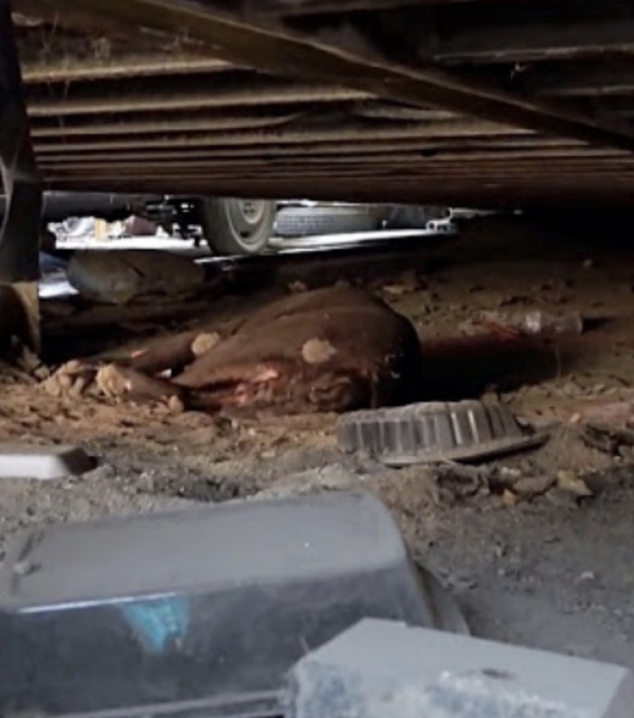 Locals reported that the dog had been abandoned nine years ago when its owner left her behind after being deported. Since then, she has been fending for herself in the junkyard and on the streets—confused about where her owner had gone.