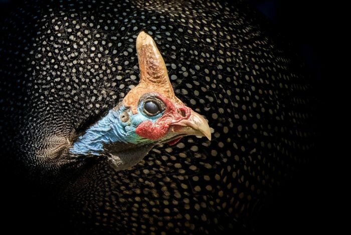 “The Guinea Fowl” By Ngar Shun Victor Wong