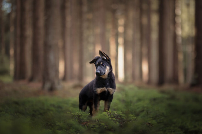 21. The ears are telling you something