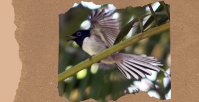 Birds of Madagascar: 16 Endemic and Unusual Species From the Island