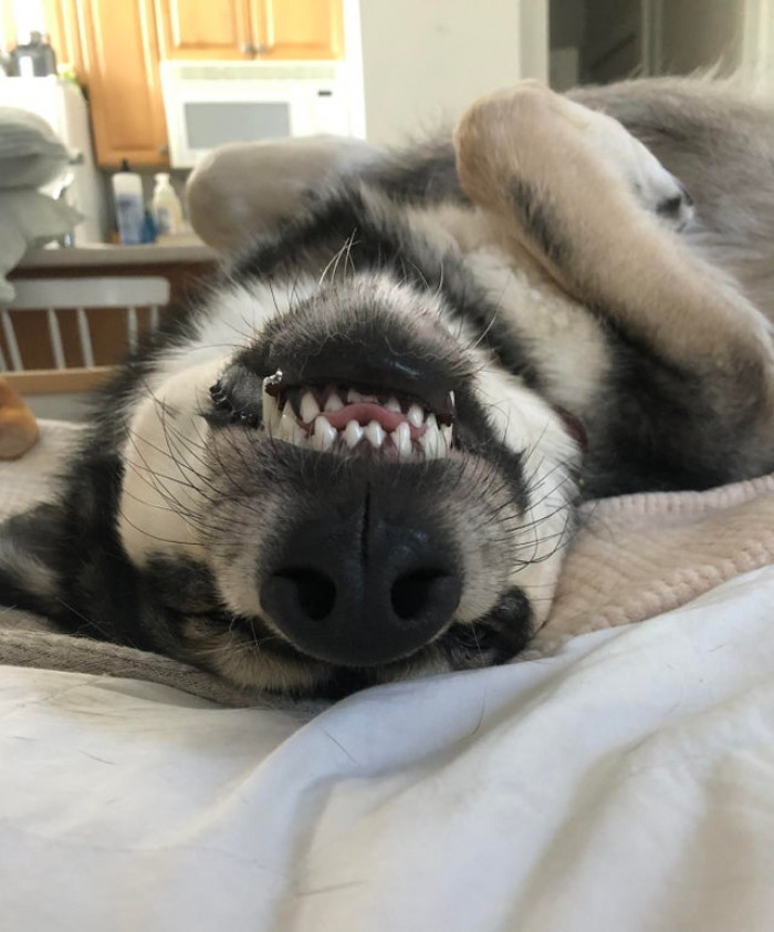 11. "Sending you all the puppy smiles!"