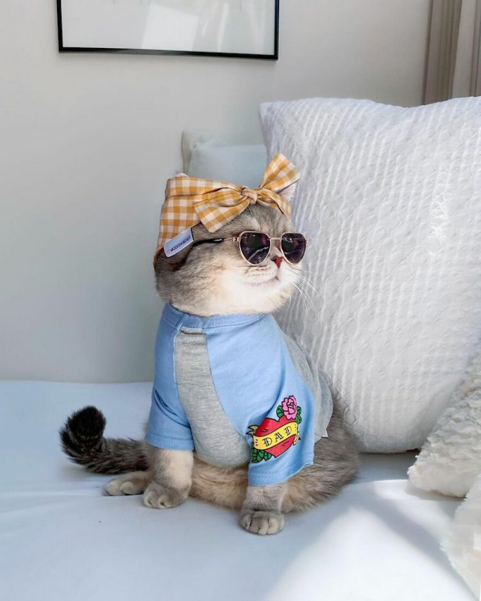 Rescued Cat Becomes An Instagram Star After Modeling Fashionable ...