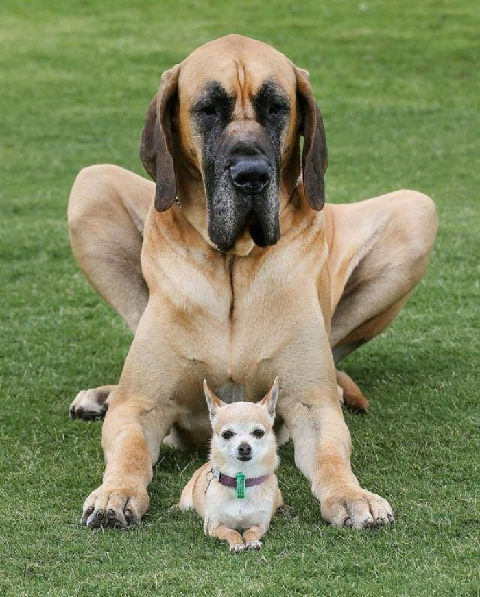 4. "I find no difference in size, while breed certainly affects trainability."