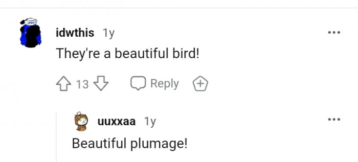 A really beautiful bird