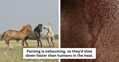 The Weird Truth About How Horses Cool Down