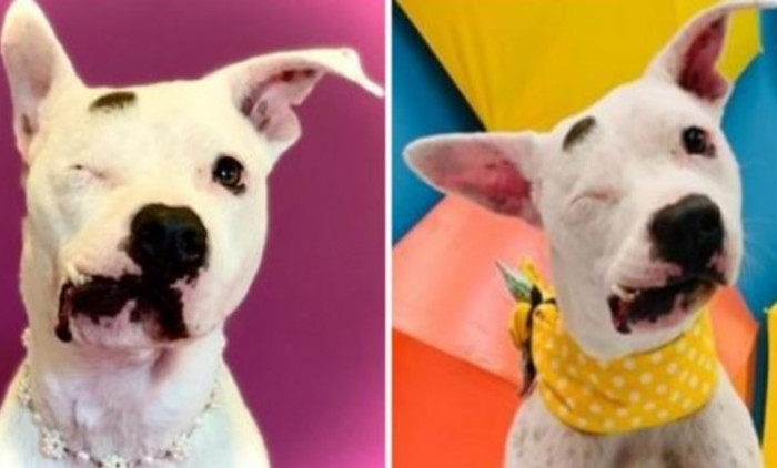 At six months, Bubbles was taken to a shelter after being horrifically beaten and abused