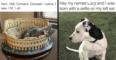 23 Of The Funniest And Cutest Animal Posts That We've Come Across Lately