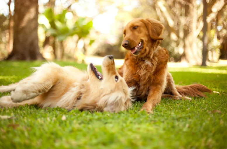 Dogs have their own ways of mourning.