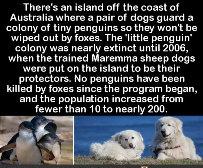 7. Doggos guarding penguins. How adorbs!