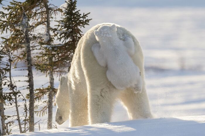 Hitching A Ride By Daisy Gilardini