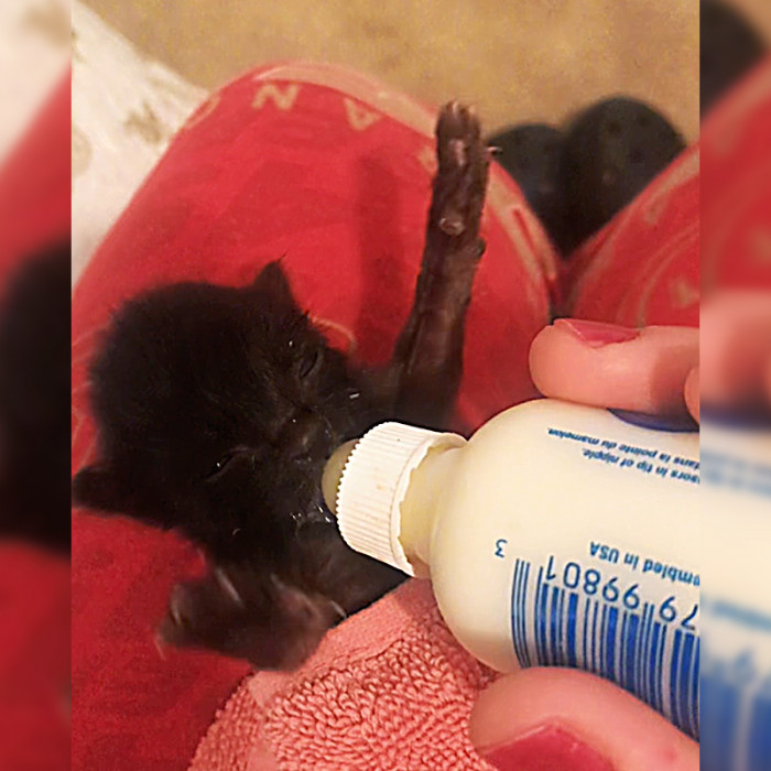 Luckily, the kitten survived the night thanks to Lucero's tireless dedication.