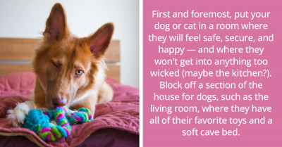 8 Great Ways To Keep Your Home-Alone Pet Entertained And Active