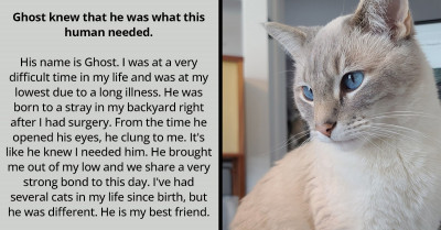 15 Touching Stories About Cats Who Decided That They'll Adopt Humans And Not The Other Way Around