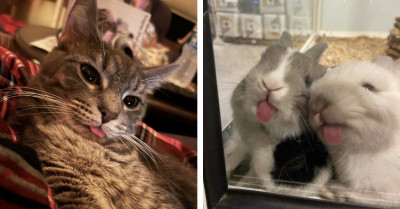 50+ Adorable Animals That Will Make Your Day Better With Their Cute Blepping And Loafing
