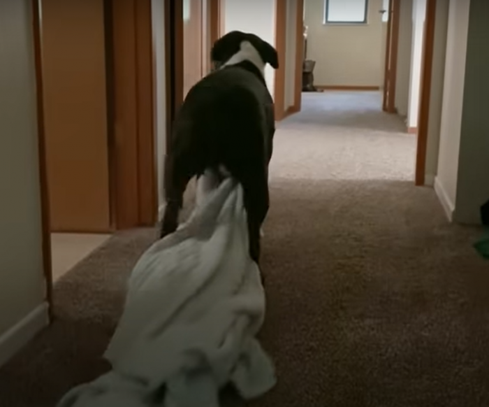 He finally found a loving home. During crate training, he fell in love with his blanket. And now he won't go anywhere without it.