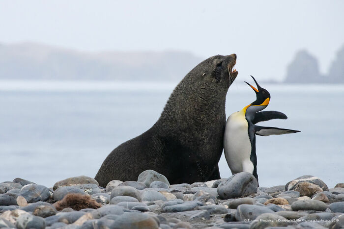 Chest Bump By Tom Mangelsen