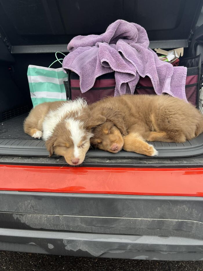 16. The Trader Joe’s Parking Lot Is Always Full Of Surprises