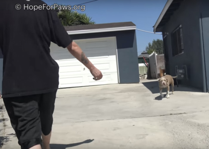 The male Pit Bull is afraid of humans, and it took him a long time to trust the kind man