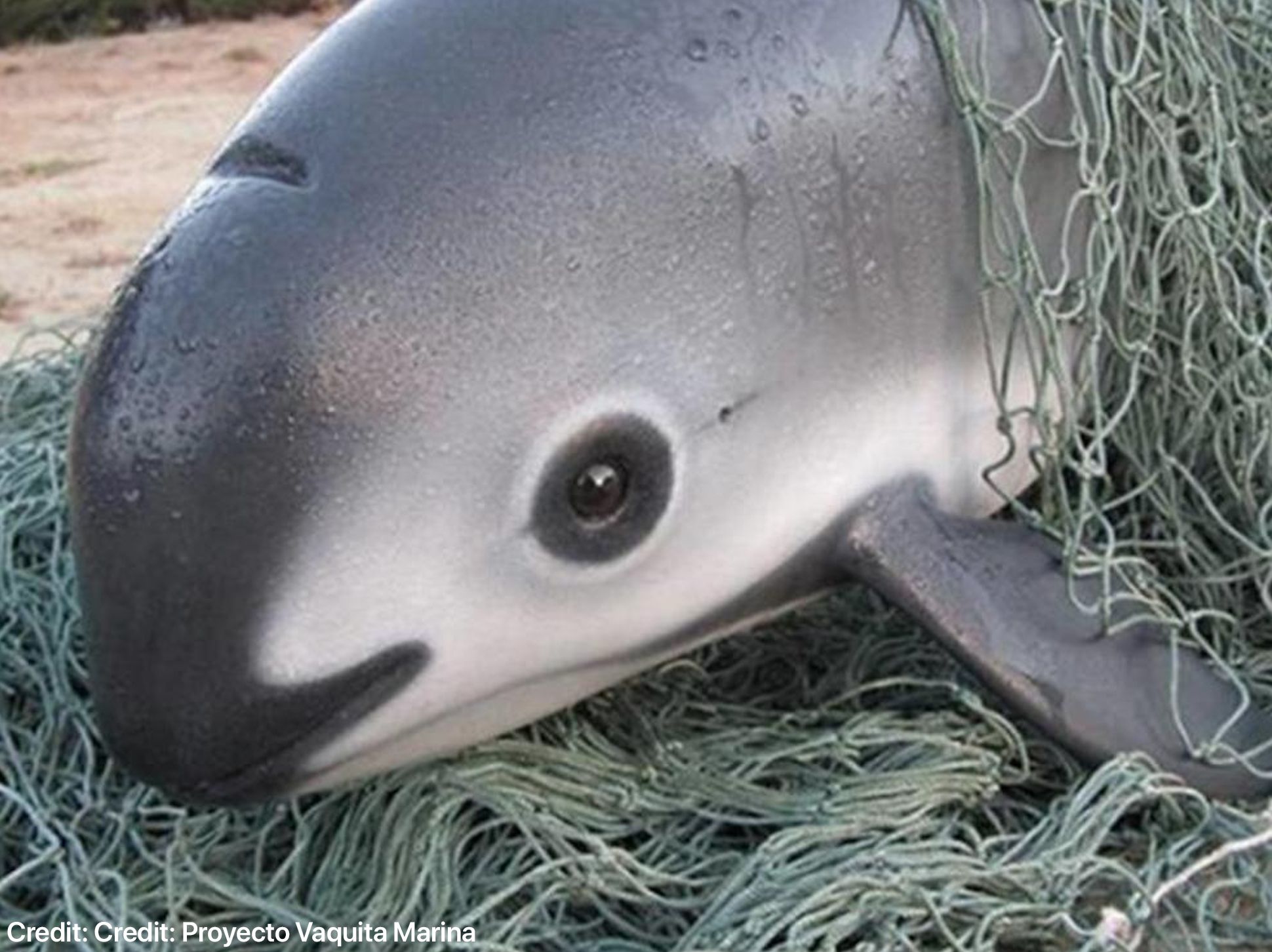 The vaquita has become a symbol for marine conservation efforts, highlighting the impacts of human activity on marine life and the urgent need for protective measures.
