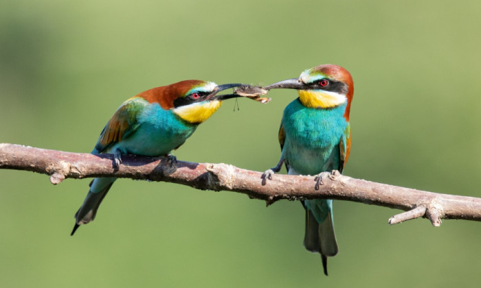 Strange Bird Facts About Food, Nests, and Survival
