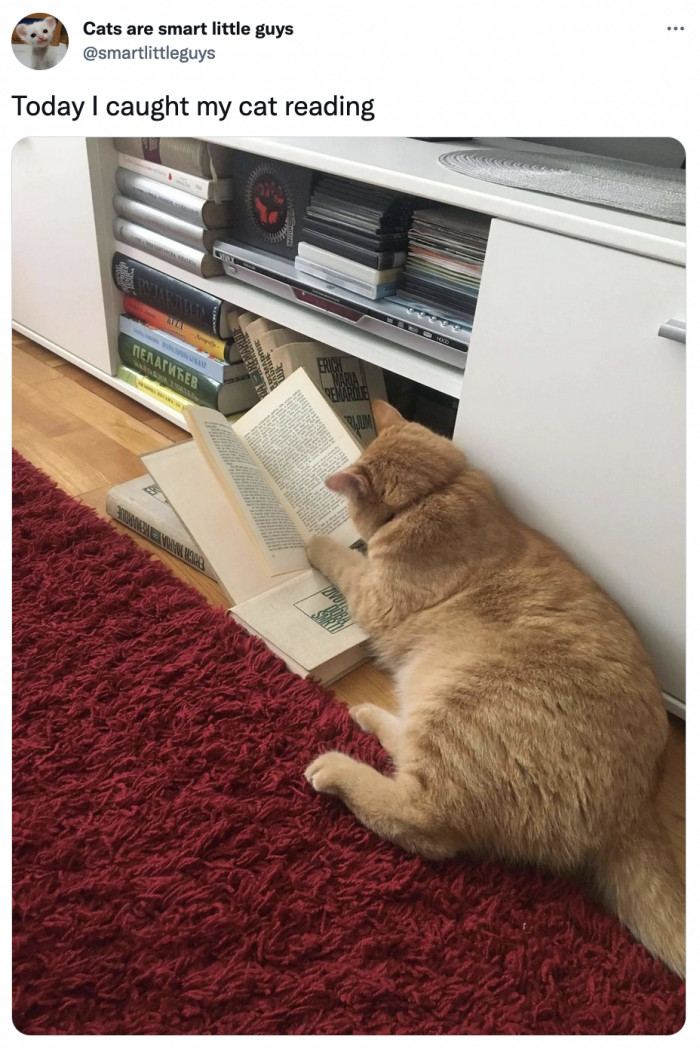 17. You're never too old or too much of a cat to stop learning