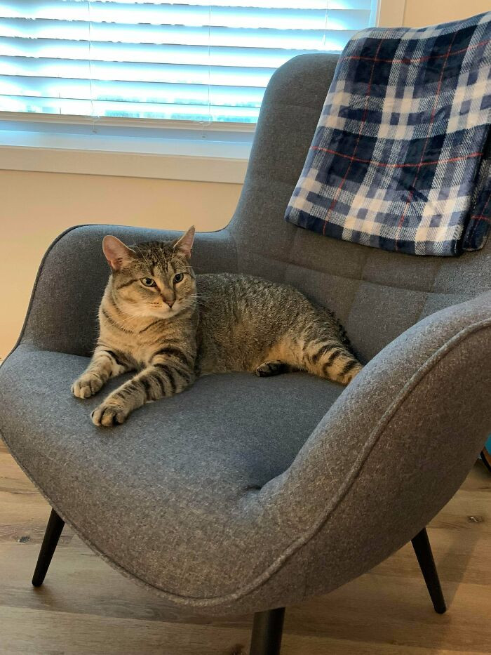 23. "Yesterday, I adopted a used SIC, 2017 model, Chunky™ edition. His name is TJ (short for Trader Joe). Great mileage, and the meow motor works perfectly."