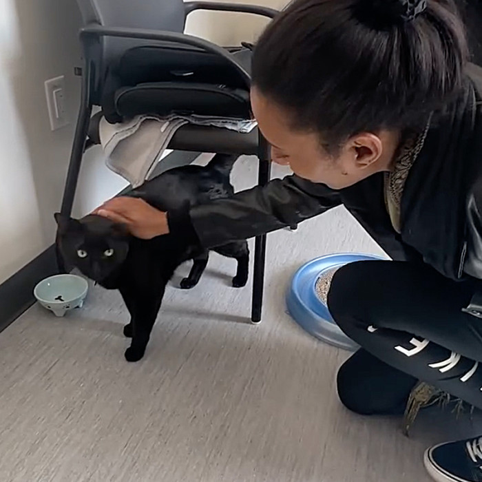 The cats were reunited with their owner