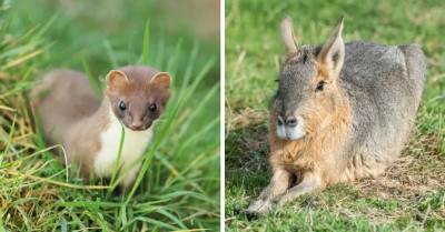 20+ Honestly Adorable Animals That Are So Cute You Would Want Them As Pets