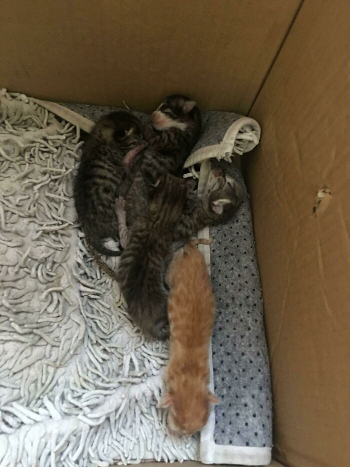 24. I Found A Box Of Newborn Kittens In The Street And Now I'm A Single Dad Of 5