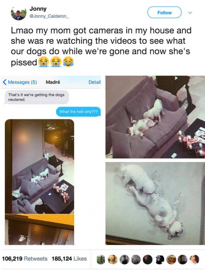 6. This is the funniest thing I've seen all day, but seriously, why are these dogs so grown?