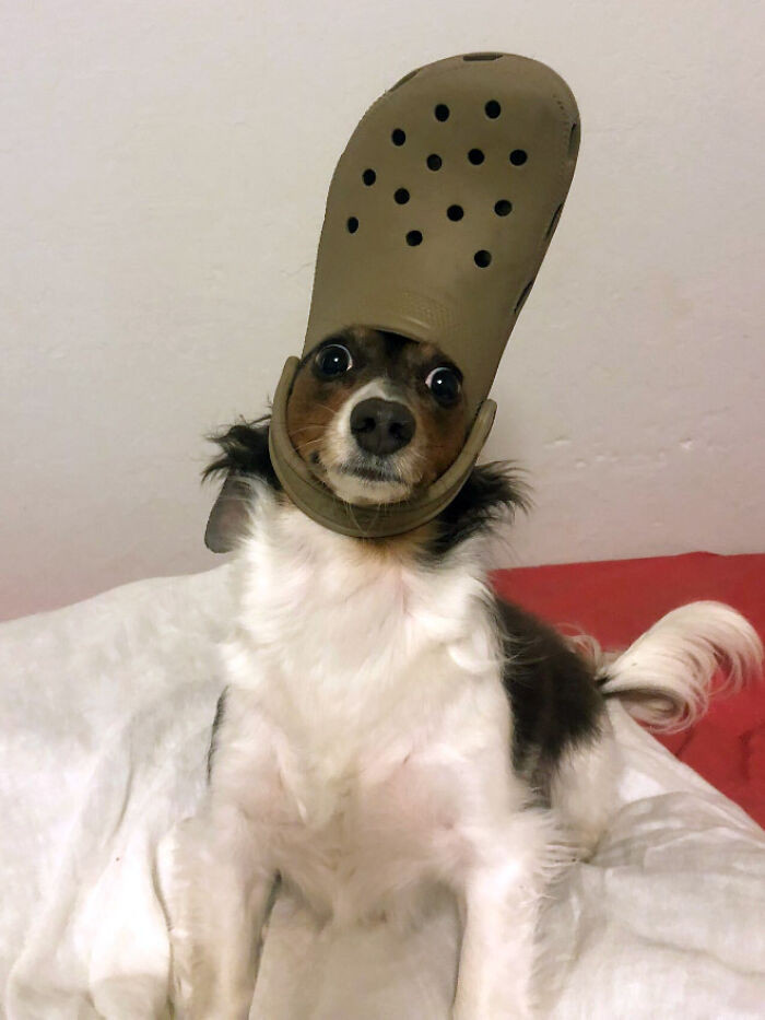 22. The dogs are like, 'What the heck did you put on my head, you hooman? Oh, I'm gonna get you!'