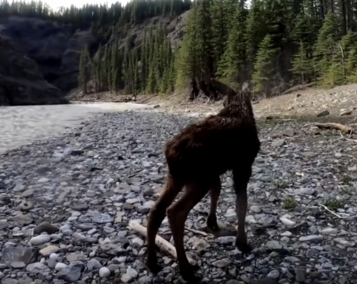 Linton was in charge of reaching the calf and grabbing her from the current. With a throw rope and a lot of effort, they managed to get the calf to the river’s edge.