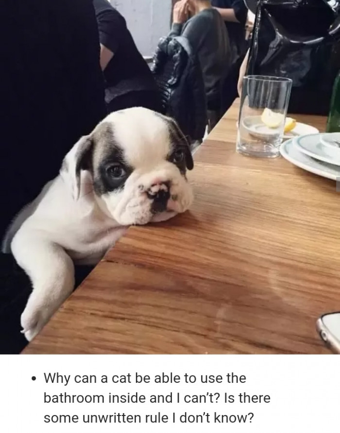 Dog Q&A comment with “All about my person,” affectionate and loyal tone