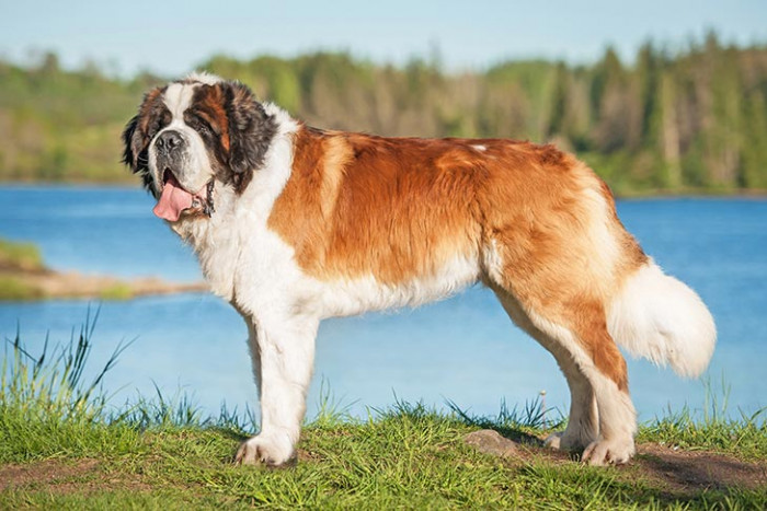 19. Saint Bernard