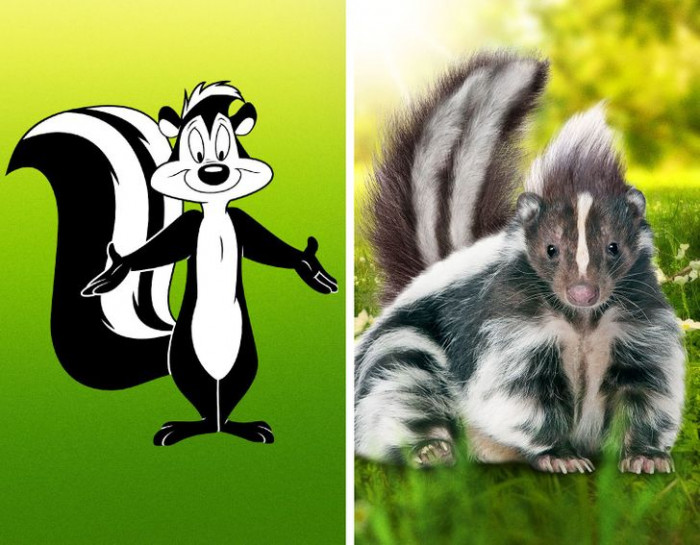 8. The real-life version of Pepé Le Pew from Looney Tunes.