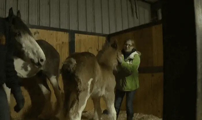 Macon was ready to do whatever it took to save his beloved horses