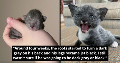 Tiny Fighter Of A Kitten Changes Color Before Her Rescuer’s Eyes
