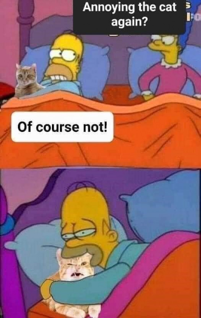 43. The cat is clearly annoyed