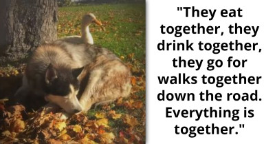 Malamute Befriends Duck, Melting Hearts Across The Globe