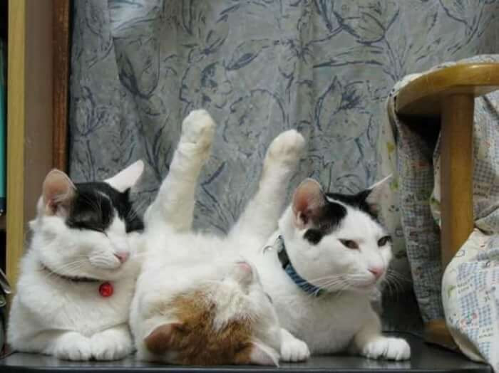 2. These cats look so cute together and clearly are ready for a nap.