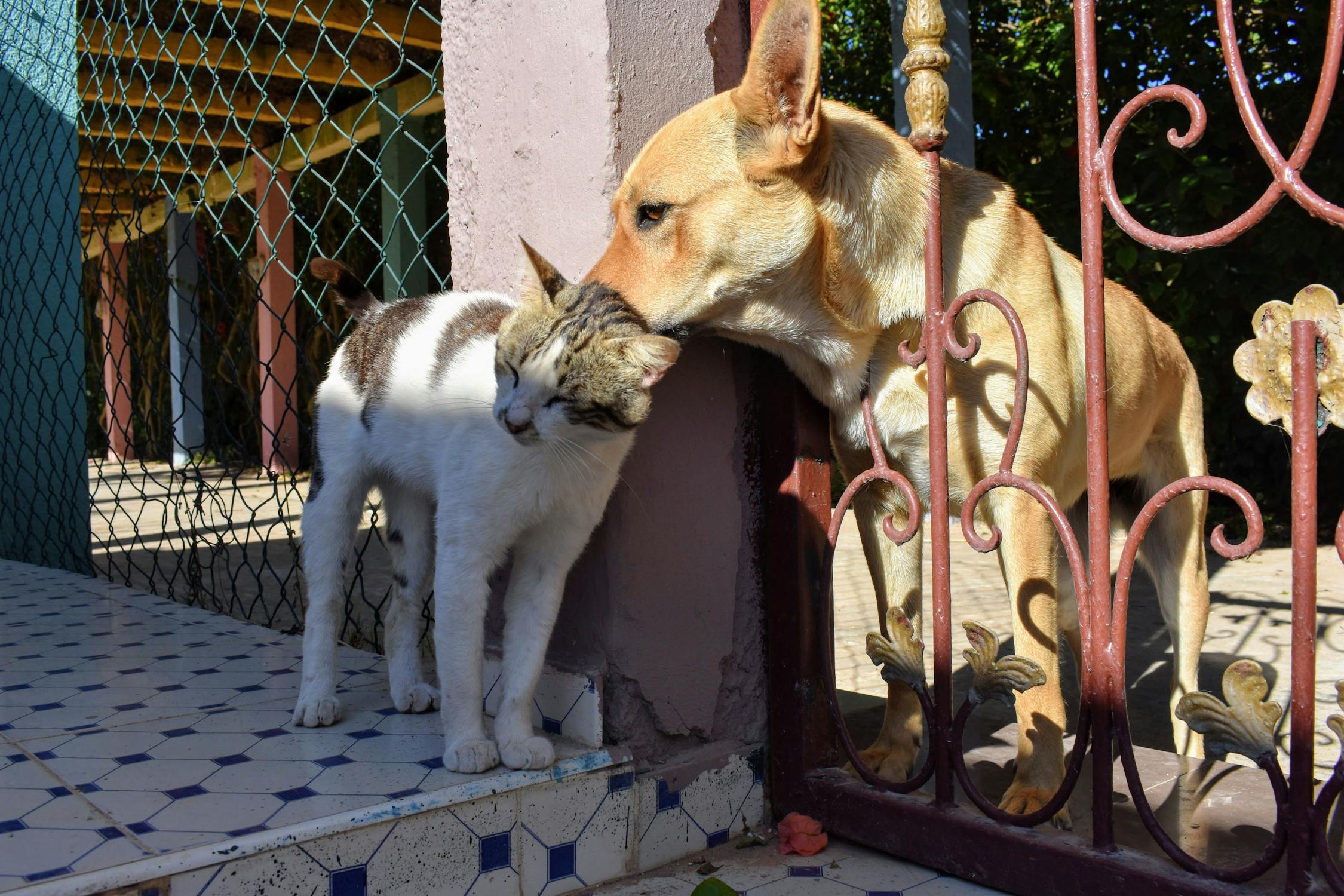 Cats and dogs have long been known as polar opposites