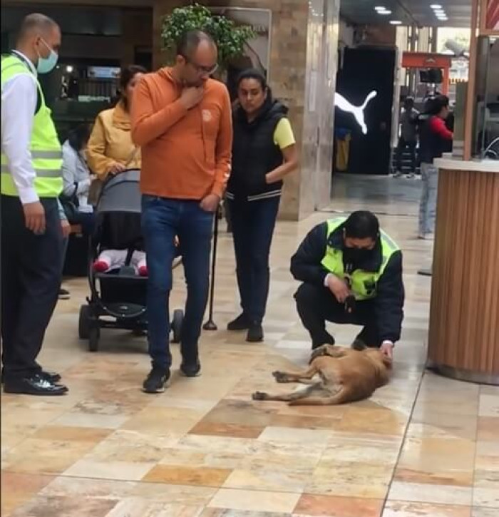 The two security guards were charmed by the pup's short, smooth fur and were delighted when they were able to rub his belly