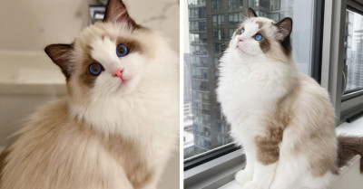 This Kitty Is The Cutest Thing You’ll See This Week
