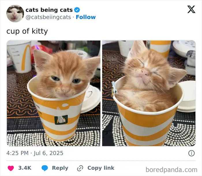 30. One shot of espresso, two shots of chaos.