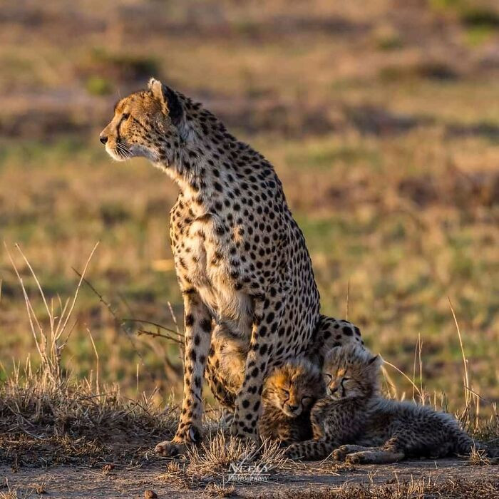 "Beautiful cheetah mother with her two cubs. This was the last thing we saw, and we could not have been happier. A successful safari in Kenya."