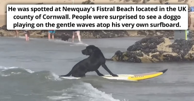 Talented Doggo Delights People During His Surfing Session At A Beach In The UK