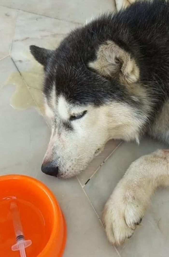 Unfortunately, the cobra managed to bite the dog, and he lost his life protecting the family